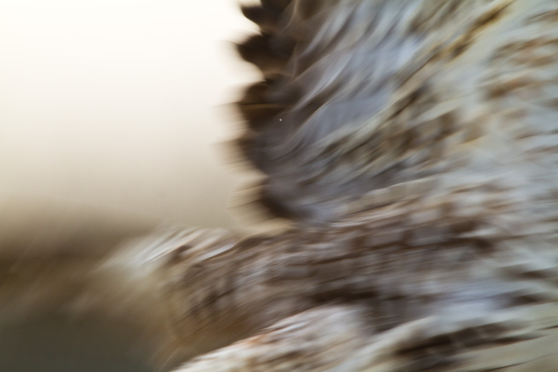 Red-Tailed Hawk Taking Flight